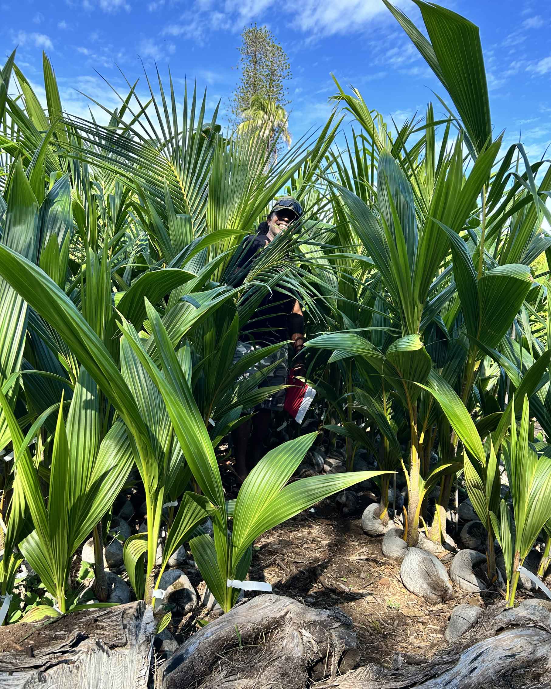 Indrajit-amoung-Coconut-Niu-Plants