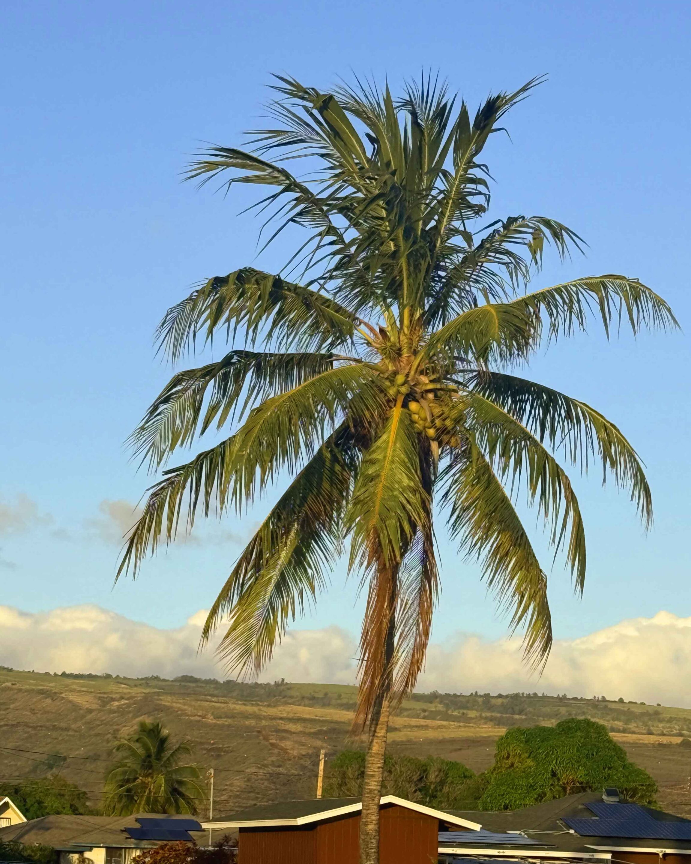 Palm-Tree-with-Green-Coconuts
