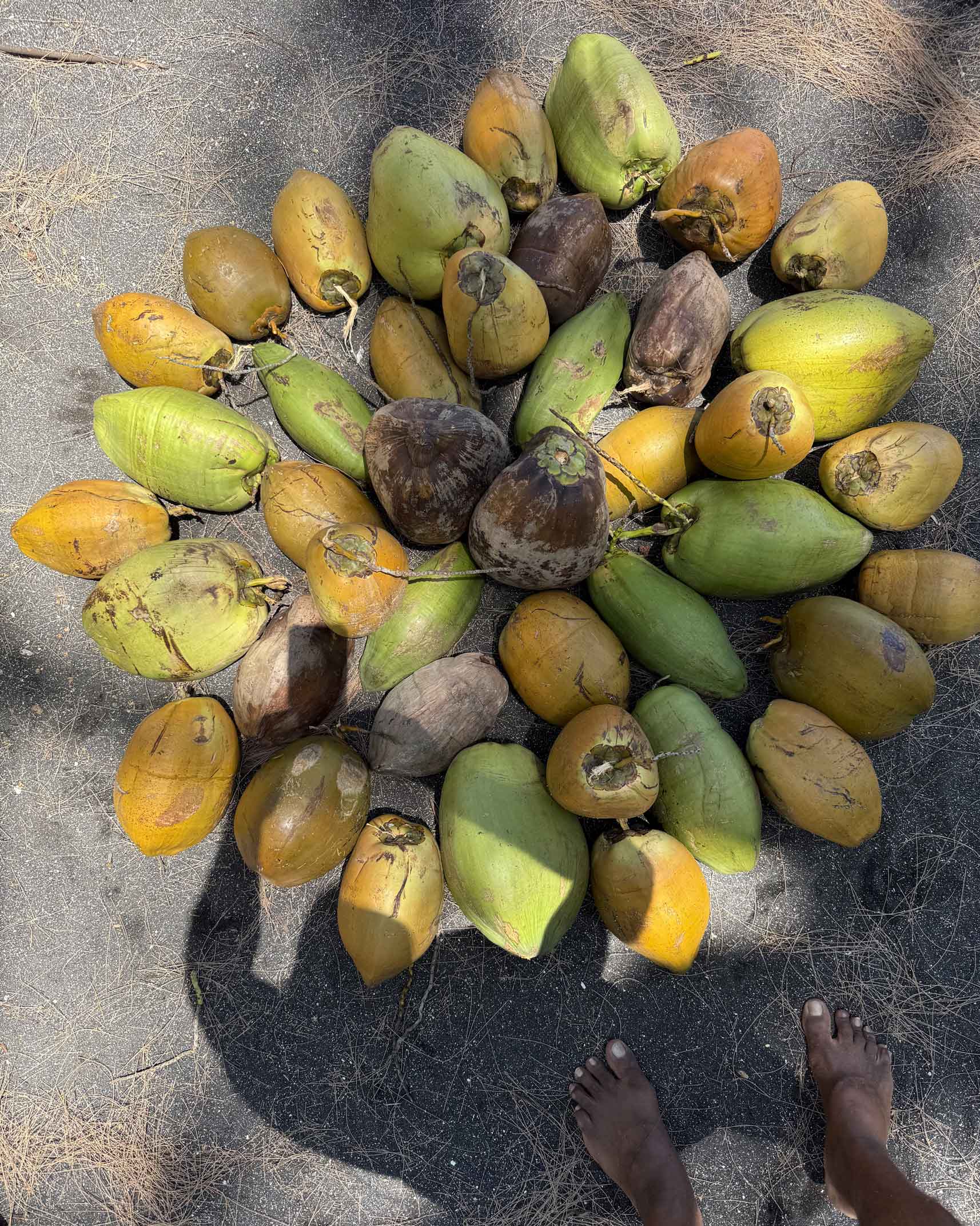 coconut-gene-bank-variety-of-niu-4x5_