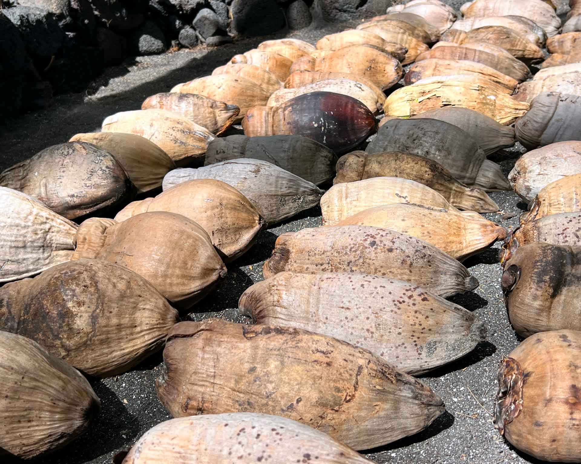 Koali-Niu-Coconut-gene-bank-Variety-preservation