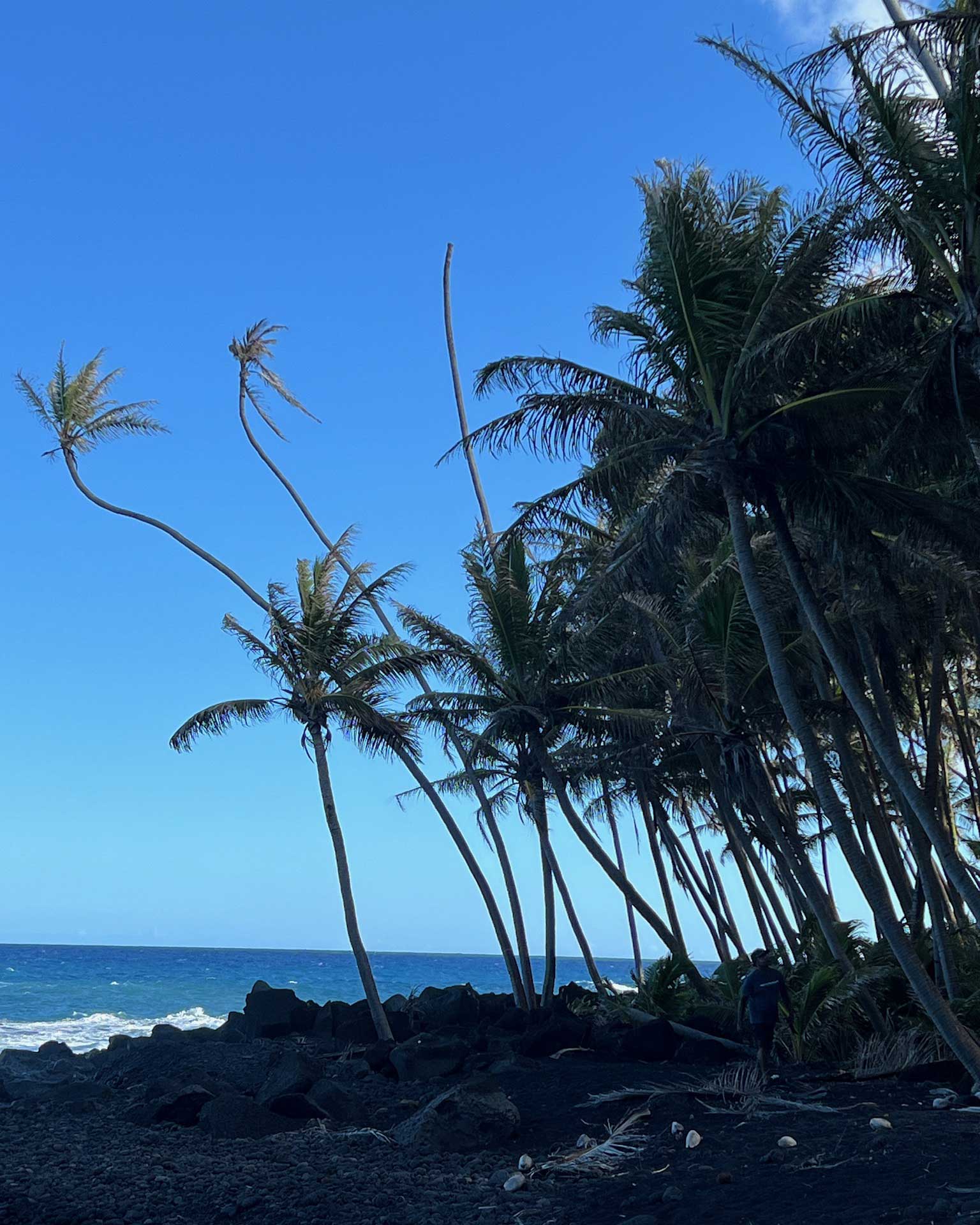 Koali-Niu-Dying-Palm-Trees