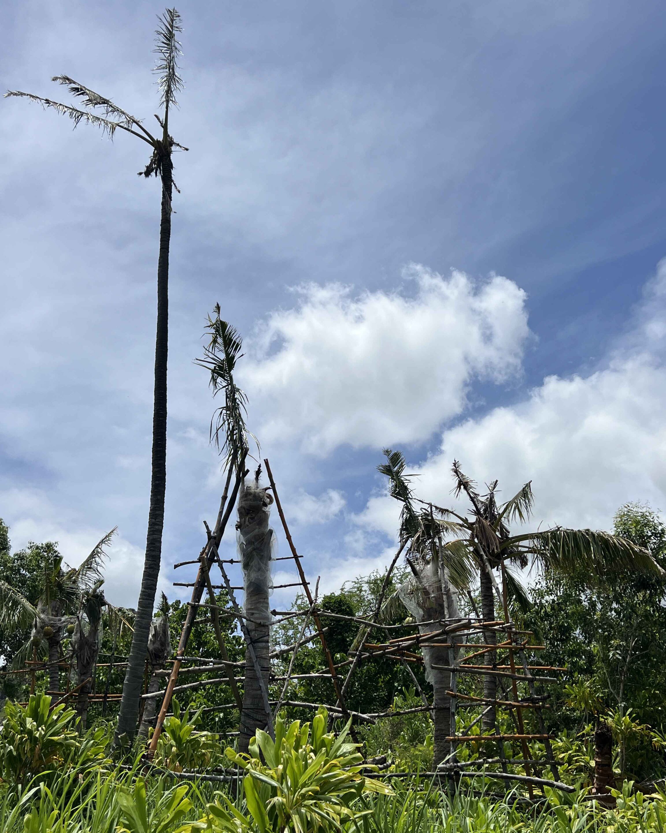 Indrajit and Dr. Roland with coconuts Jit is throwing down from tree Koali-Niu-dying-niu