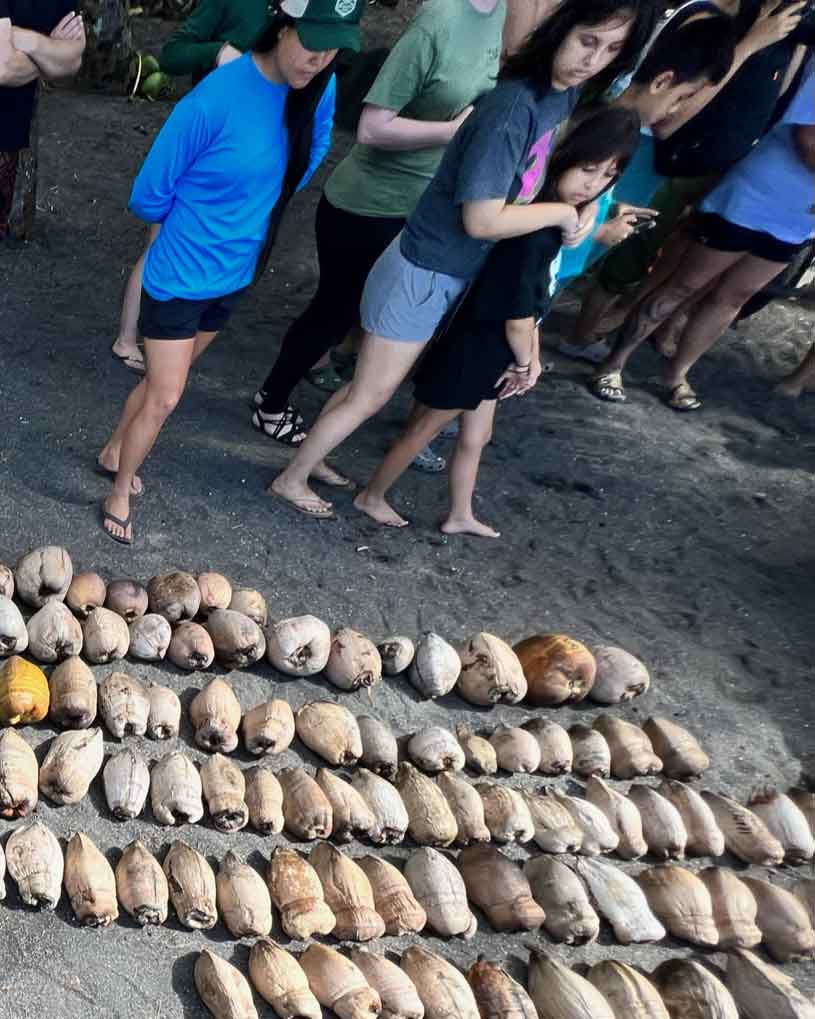 Tour-of-Koali-Niu-Coconut-Variety