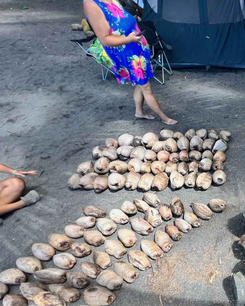 Tour2-of-Koali-Niu-Coconut-Variety