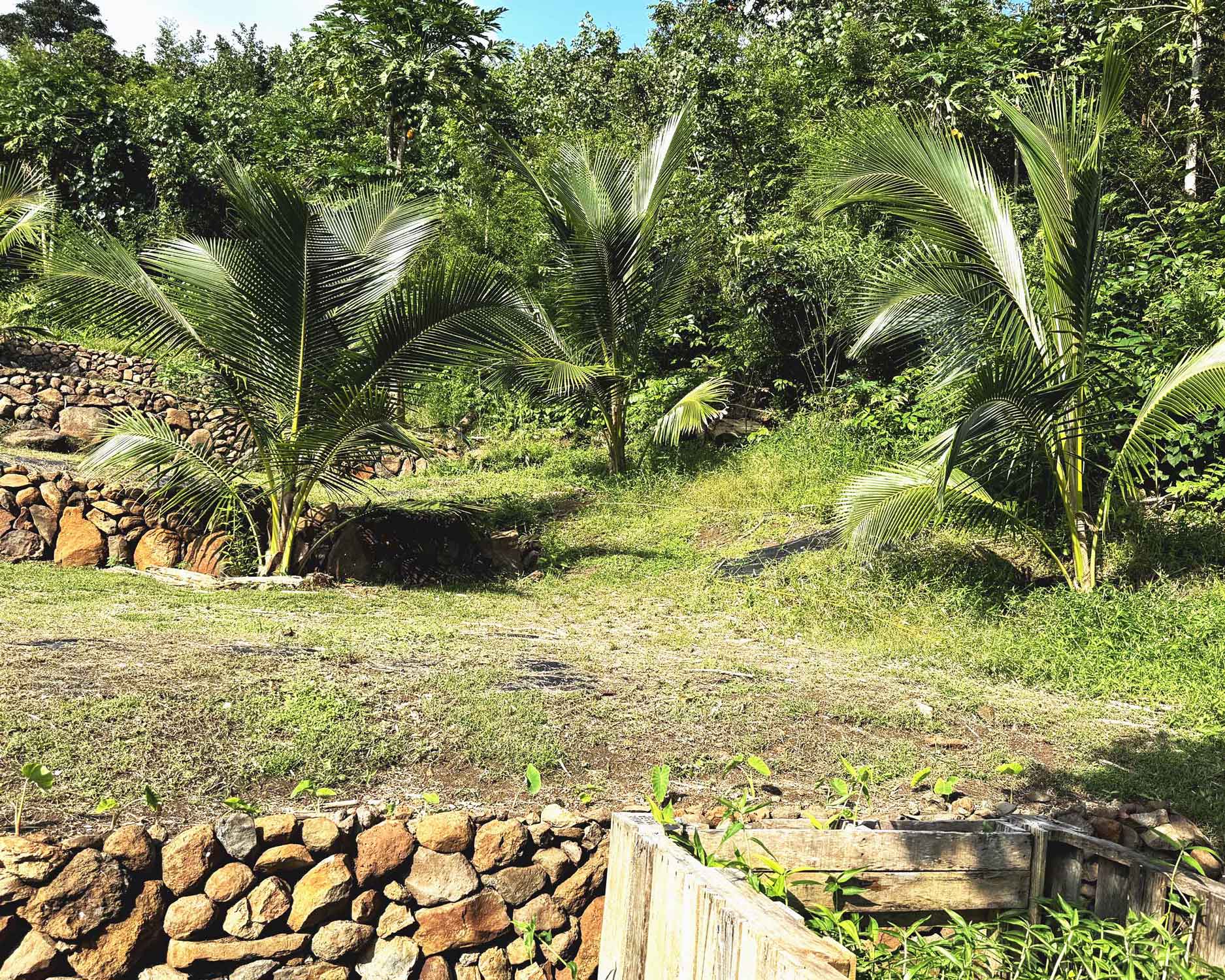 Koali-Niu-Palm-triad-with-rock-wall-5x4