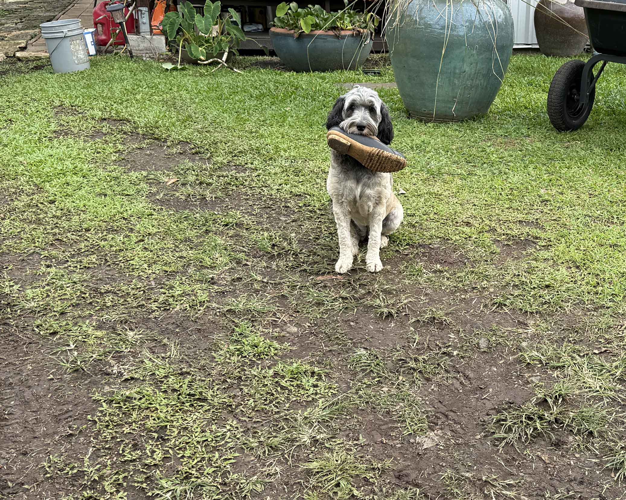 Koali-Niu-Vicky-Durands-Dog