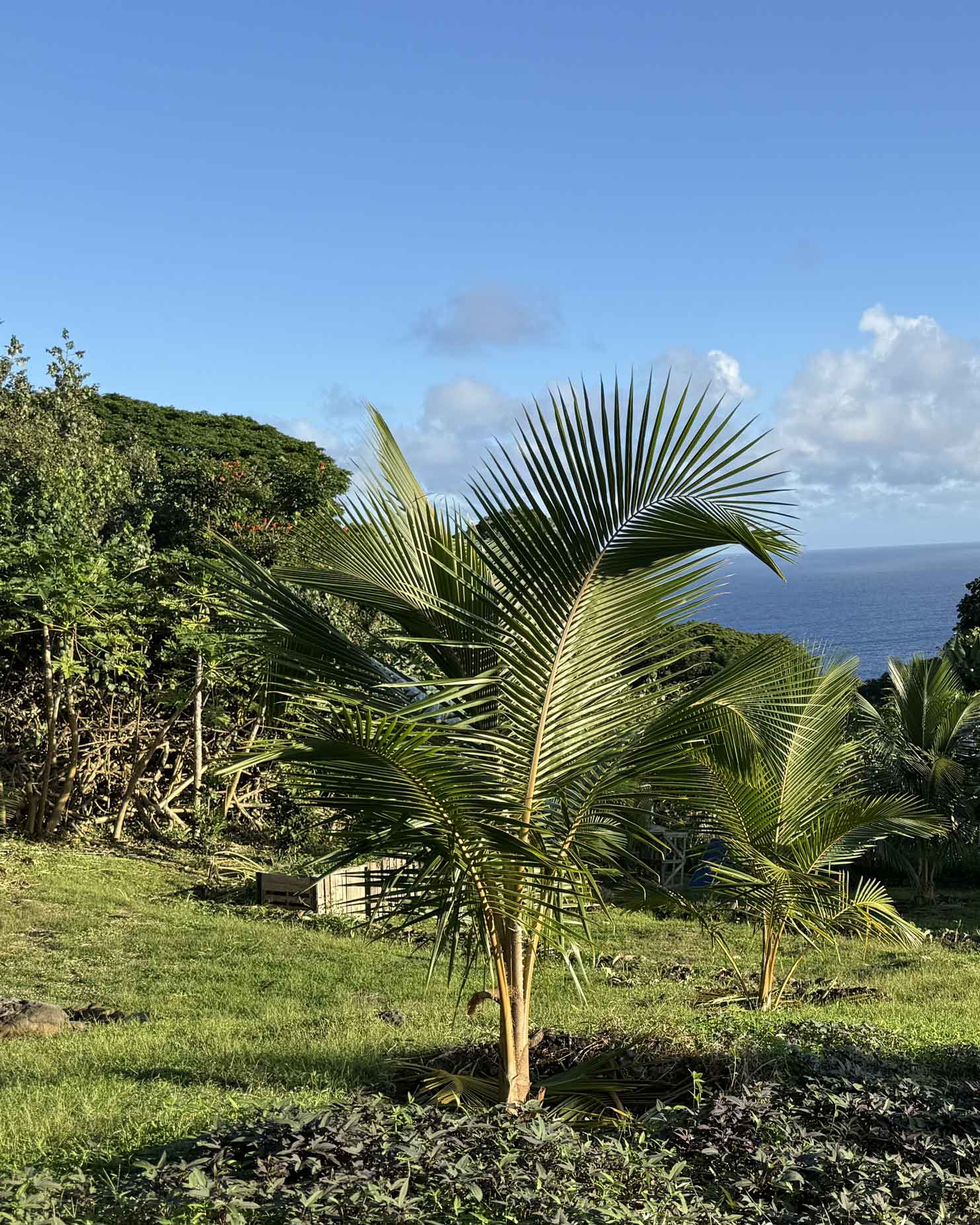 Koali-Niu-early-palm-trees