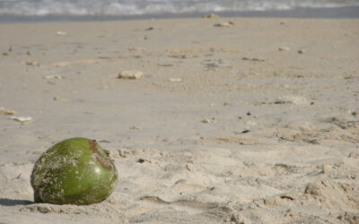 The World’s Toughest Traveler: The Mystery of the Coconut Seed
